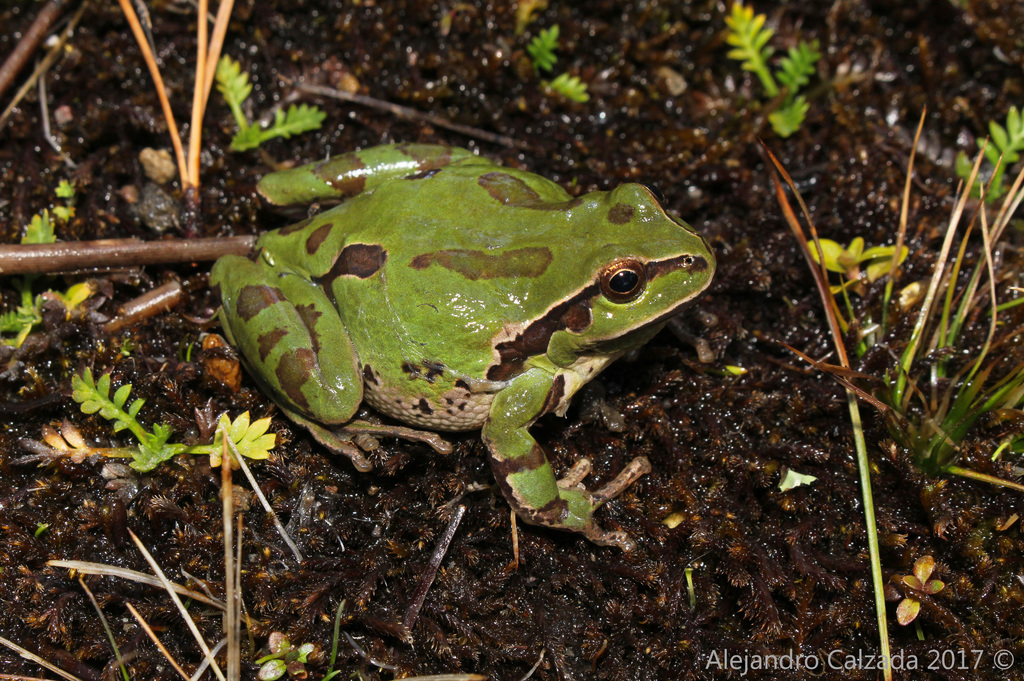 Ridged Tree Frog