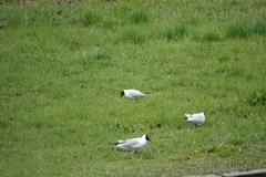 Chroicocephalus ridibundus