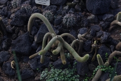 Cleistocactus winteri