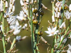 Asphodelus cerasiferus