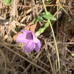 Ipomoea hochstetteri