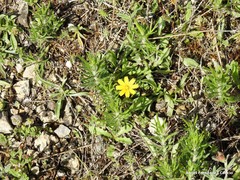 Leontodon longirostris