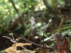 Xylaria bambusicola