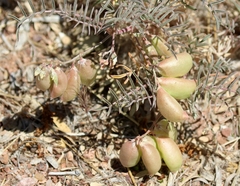 Astragalus allochrous
