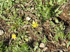 Leontodon longirostris