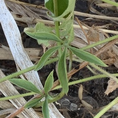 Ipomoea hochstetteri