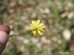Leontodon longirostris