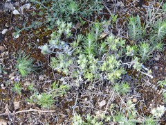 Teucrium gnaphalodes