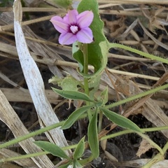 Ipomoea hochstetteri