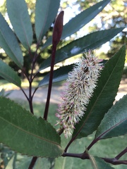 Cunonia capensis