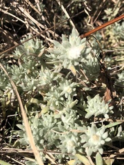 Helichrysum cerastioides