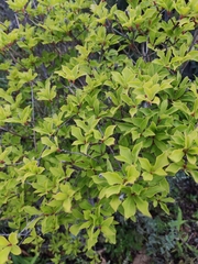 Enkianthus perulatus