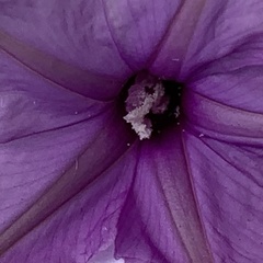 Ipomoea hochstetteri