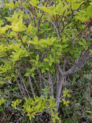 Enkianthus perulatus