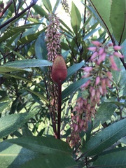 Cunonia capensis