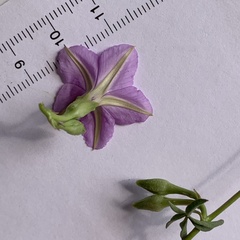 Ipomoea hochstetteri