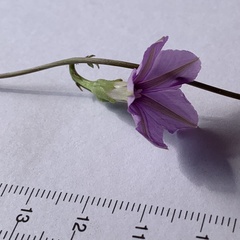 Ipomoea hochstetteri