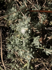 Helichrysum cerastioides