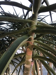 Aloidendron barberae