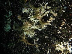 Stylasterias forreri