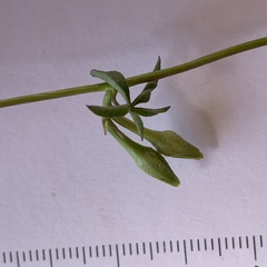Ipomoea hochstetteri