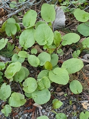 Cicerbita macrophylla