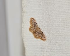 Idaea inquinata