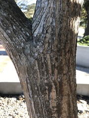 Aloidendron barberae