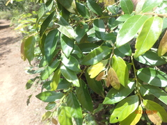 Glochidion acuminatum