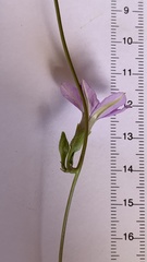 Ipomoea hochstetteri
