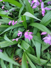 Bletilla