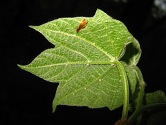 Alangium platanifolium