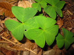 Oxalis obtriangulata