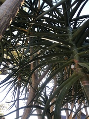 Aloidendron barberae