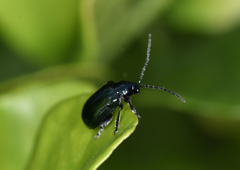 Altica birmanensis