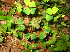 Euphorbia sieboldiana