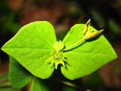 Euphorbia sieboldiana
