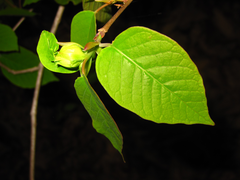 Neoshirakia japonica