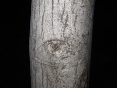 Neoshirakia japonica