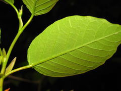 Neoshirakia japonica