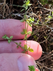 Galium propinquum