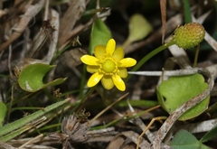 Halerpestes cymbalaria