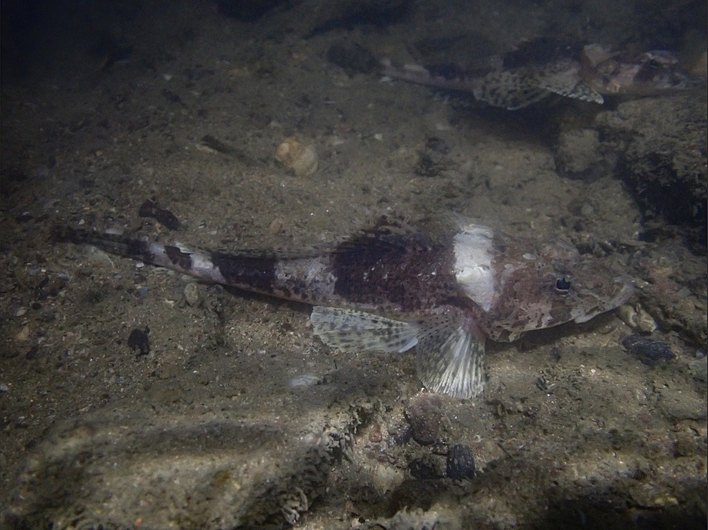 Celebes flathead (Thysanophrys celebica) — Platycephalidae