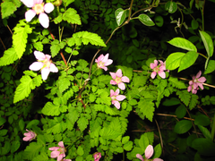 Rubus pungens oldhamii