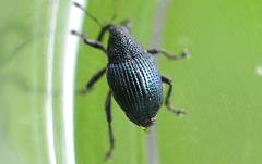 Ceutorhynchus pervicax