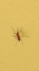 Coquillettidia xanthogaster