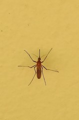 Coquillettidia xanthogaster