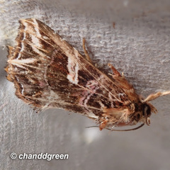 Callopistria exotica