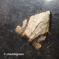 Pseudeustrotia semialba