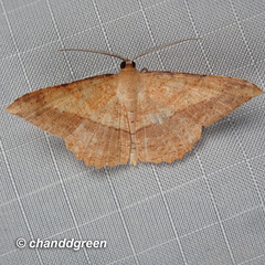 Pseudonadagara semicolor